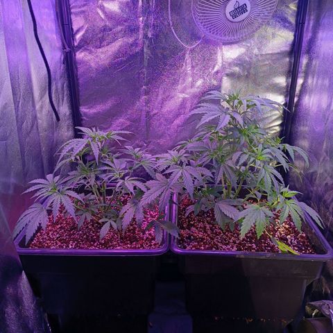 Auto Wembley #2 growlog timeline photo