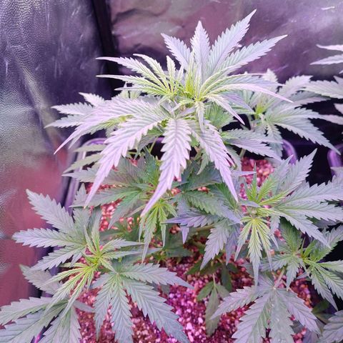 Auto Wembley #2 growlog timeline photo