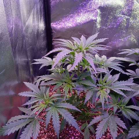 Auto Wembley #2 growlog timeline photo