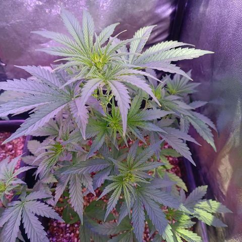 Auto Wembley #1 growlog timeline photo
