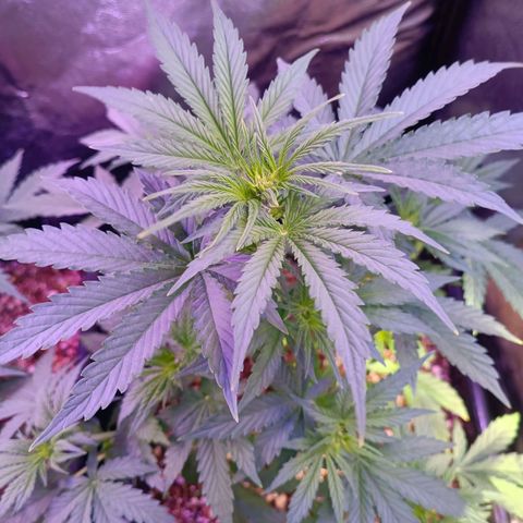 Auto Wembley #1 growlog timeline photo