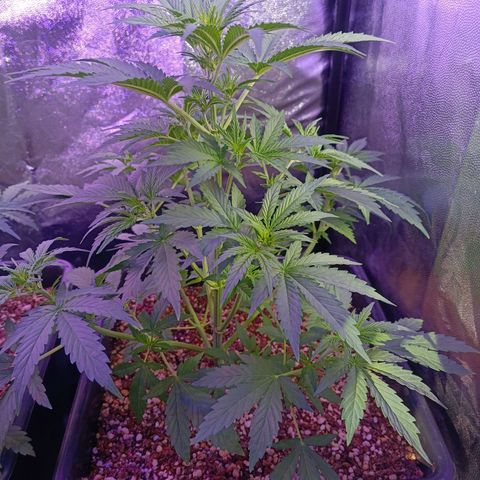 Auto Wembley #1 growlog timeline photo