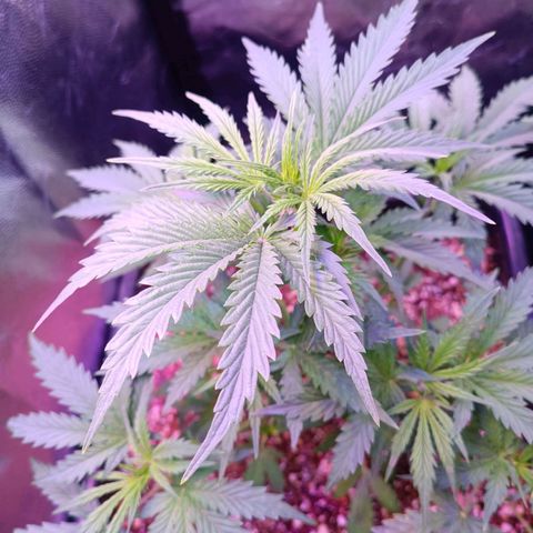 Auto Wembley #2 growlog timeline photo