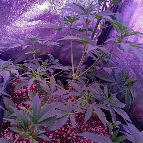 Auto Wembley #1 growlog timeline photo