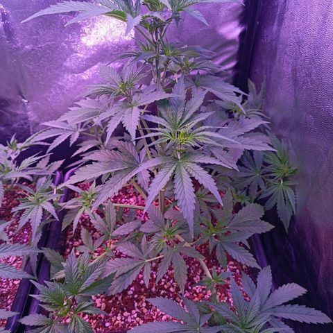 Auto Wembley #1 growlog timeline photo