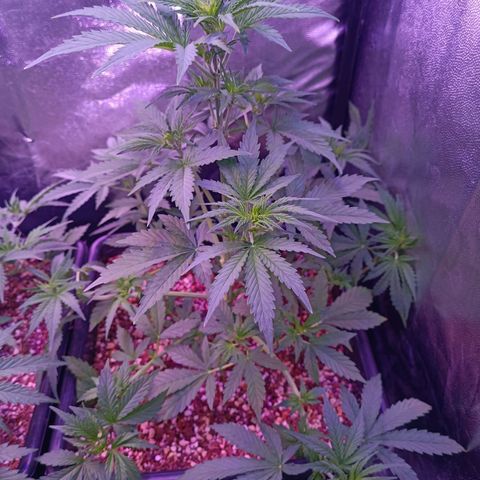 Auto Wembley #1 growlog timeline photo