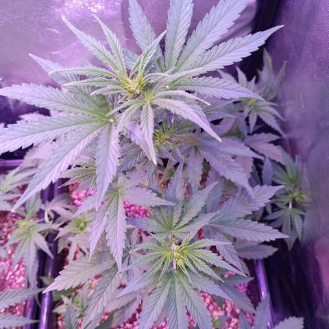 Auto Wembley #1 growlog timeline photo