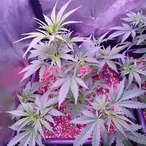 Auto Wembley #2 growlog timeline photo