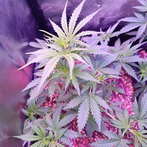 Auto Wembley #2 growlog timeline photo