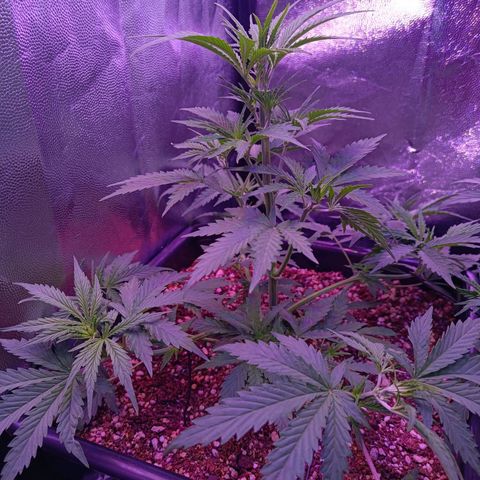 Auto Wembley #2 growlog timeline photo