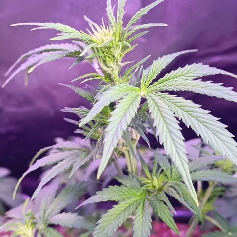 Auto Wembley #1 growlog timeline photo
