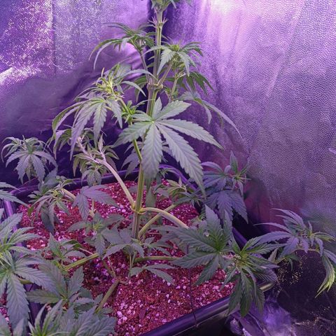 Auto Wembley #1 growlog timeline photo
