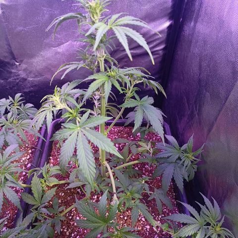 Auto Wembley #1 growlog timeline photo
