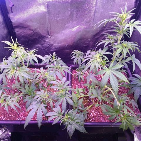 Auto Wembley #2 growlog timeline photo