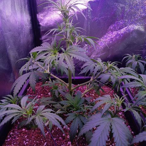 Auto Wembley #2 growlog timeline photo