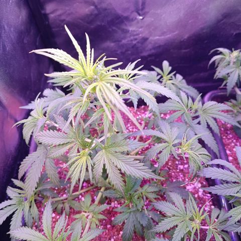Auto Wembley #2 growlog timeline photo