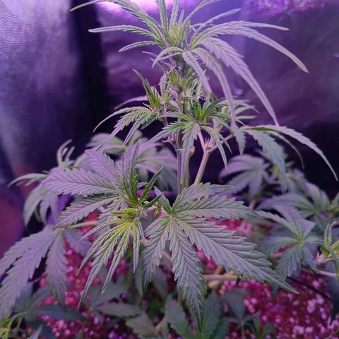 Auto Wembley #2 growlog timeline photo