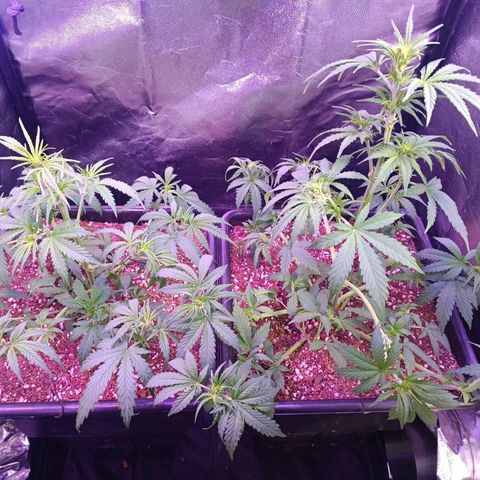 Auto Wembley #1 growlog timeline photo