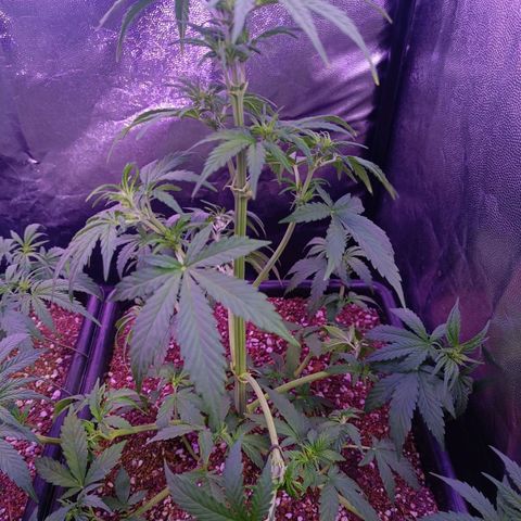 Auto Wembley #1 growlog timeline photo