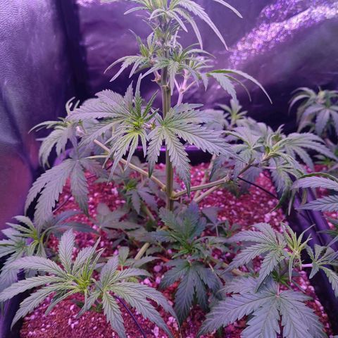 Auto Wembley #2 growlog timeline photo