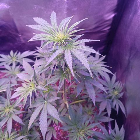 Auto Wembley #1 growlog timeline photo