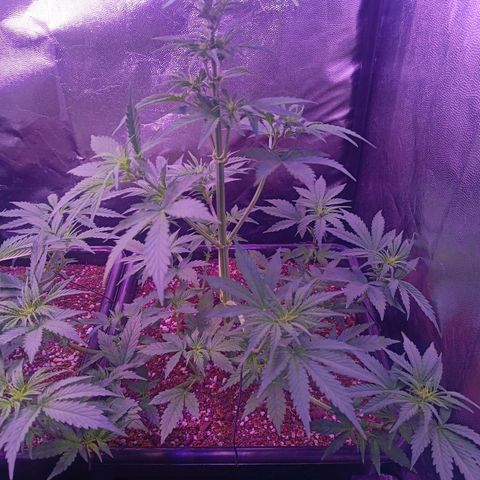 Auto Wembley #1 growlog timeline photo