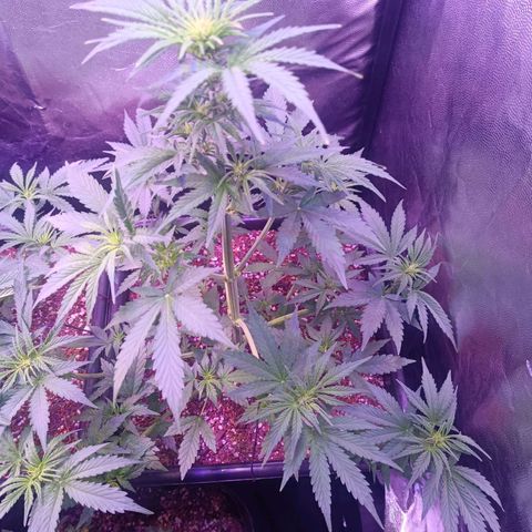 Auto Wembley #1 growlog timeline photo