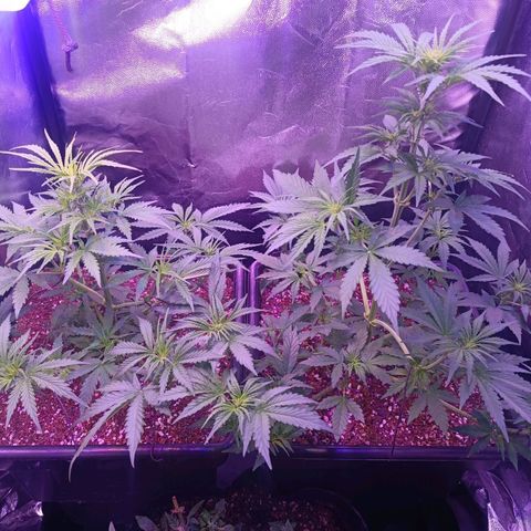 Auto Wembley #1 growlog timeline photo