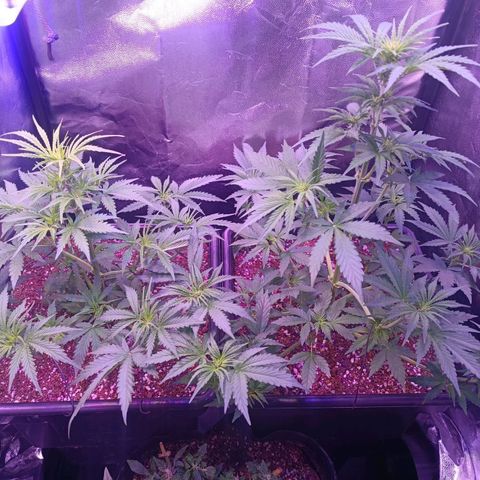 Auto Wembley #2 growlog timeline photo