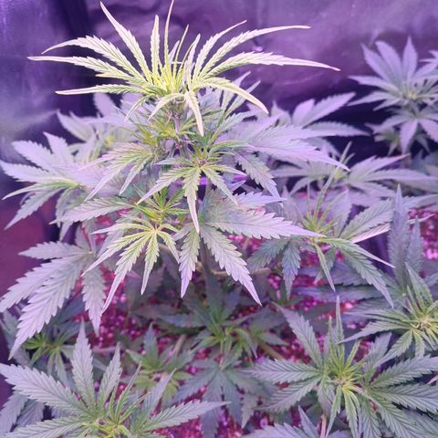 Auto Wembley #2 growlog timeline photo