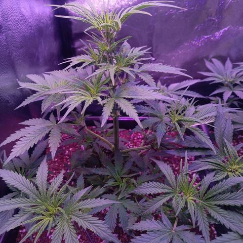 Auto Wembley #2 growlog timeline photo