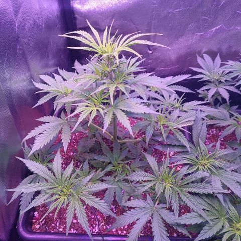 Auto Wembley #2 growlog timeline photo