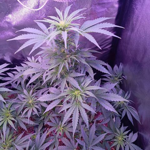 Auto Wembley #1 growlog timeline photo