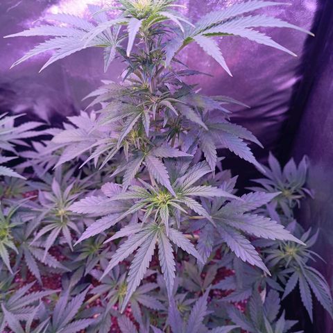 Auto Wembley #1 growlog timeline photo