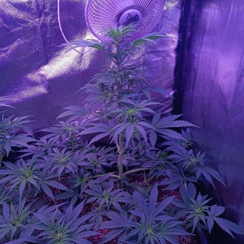 Auto Wembley #1 growlog timeline photo