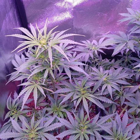 Auto Wembley #2 growlog timeline photo
