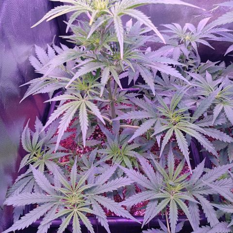 Auto Wembley #2 growlog timeline photo