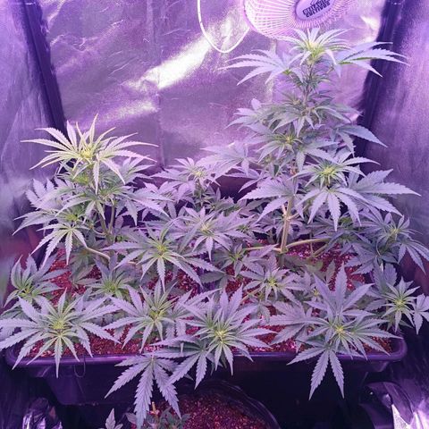 Auto Wembley #2 growlog timeline photo