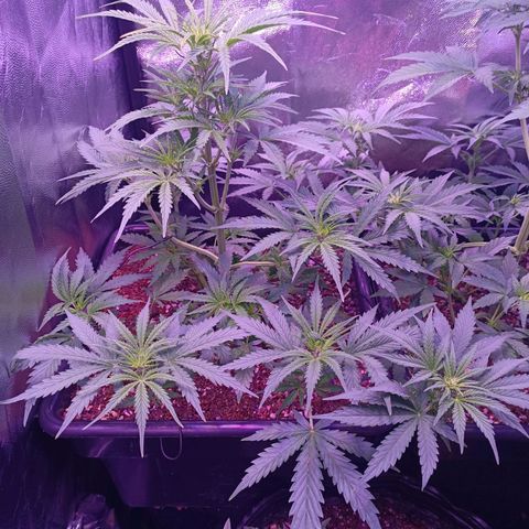 Auto Wembley #2 growlog timeline photo