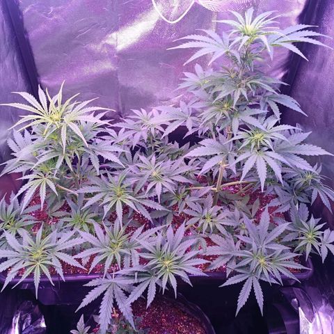 Auto Wembley #1 growlog timeline photo