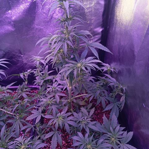Auto Wembley #1 growlog timeline photo