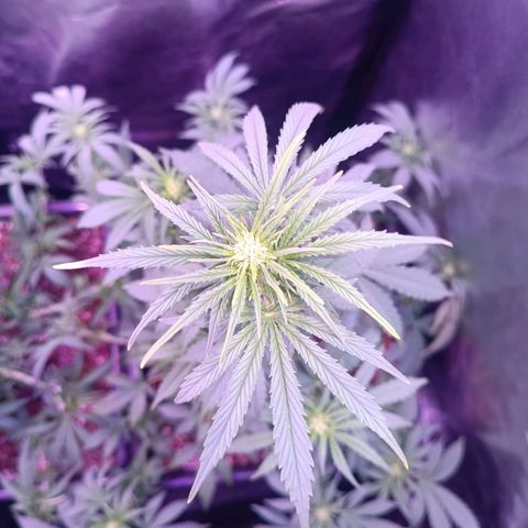Auto Wembley #1 growlog timeline photo