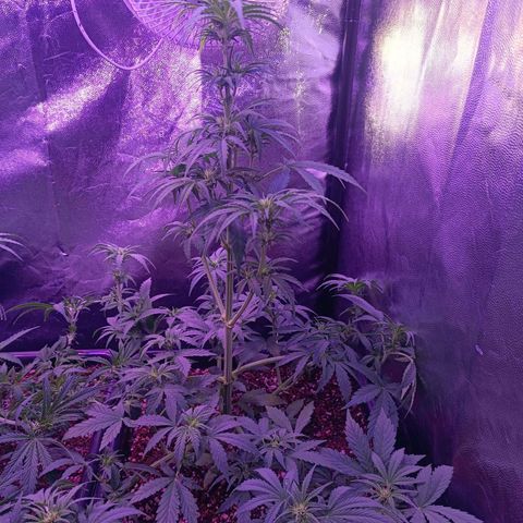 Auto Wembley #1 growlog timeline photo