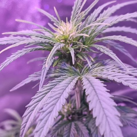 Auto Wembley #1 growlog timeline photo