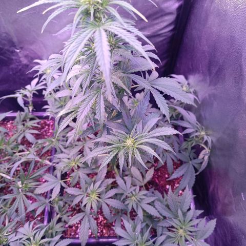 Auto Wembley #1 growlog timeline photo
