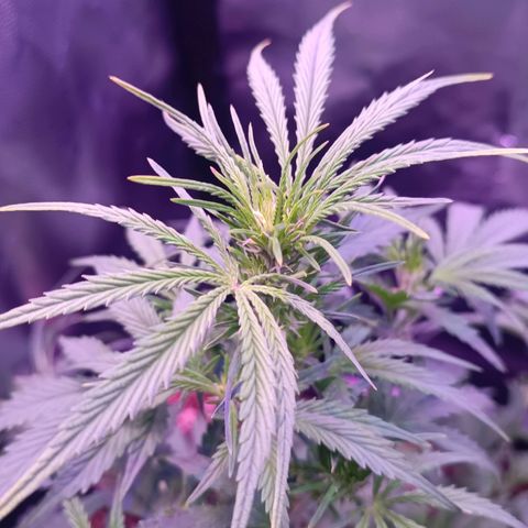 Auto Wembley #2 growlog timeline photo