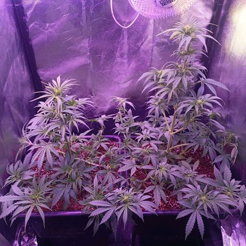 Auto Wembley #2 growlog timeline photo