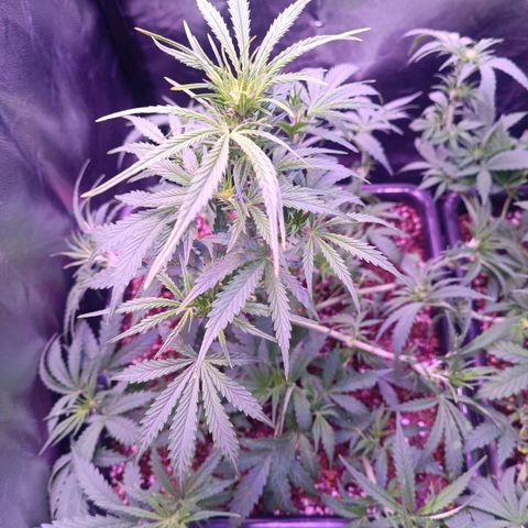Auto Wembley #2 growlog timeline photo