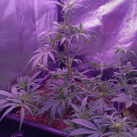 Auto Wembley #2 growlog timeline photo