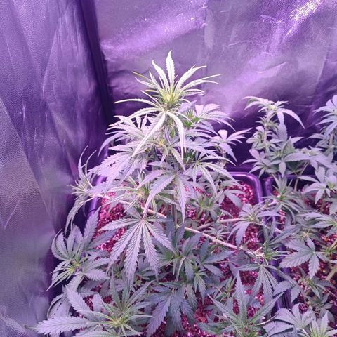 Auto Wembley #2 growlog timeline photo